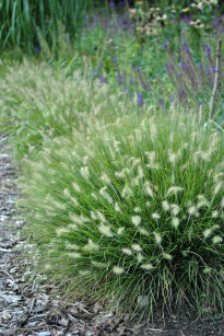 Rozplenica Japońska " Little Bunny " ( Pennisetum Alopecurioides )