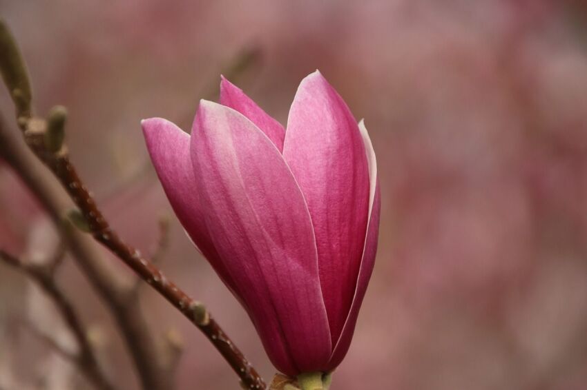 Magnolia Magnolia 