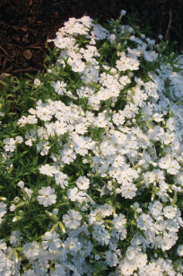 Płomyk Szydlasty "White Delight" (Phlox Subulata)