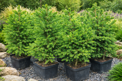 Świerk Pospolity "Will`s Zwerg" (Picea Abies)