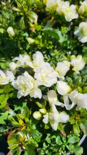 Azalia Japońska "Schneeperle" (Azalea Jap.)