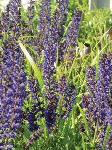 Szałwia Omszona "Caradonna" (Salvia nemorosa)