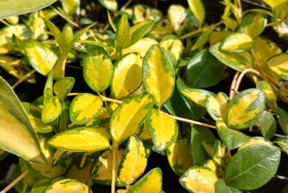 Barwinek Pospolity "Illumination" (Vinca Minor)