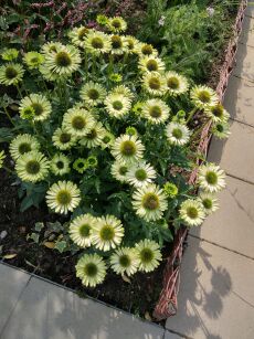 Jeżówka "Green Jewel" (Echinacea)