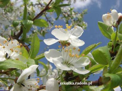 Wiśnia Osobliwa "Umbraculifera" (Prunus Eminens)
