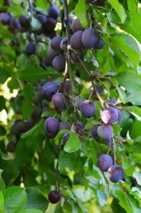 Śliwa „Węgierka Dąbrowicka" goły korzeń (Prunus Domestica) 