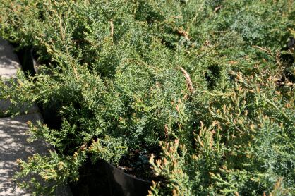 Jałowiec Dawurski "Leningrad" (Juniperus Davurica)