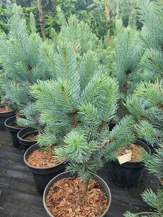 Świerk Kłujący "Iseli Fastigiate" (Picea Pungens)