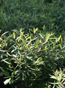 Wierzba Purpurowa "Nana" (Salix Purpurea)