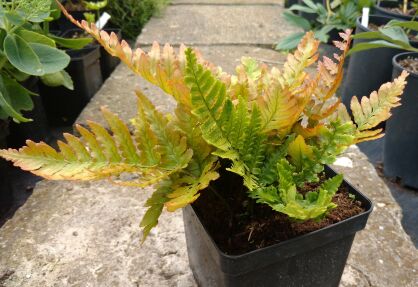 Narecznica Czerwonozawijkowa (Dryopteris erythrosora var. koidzumiana)