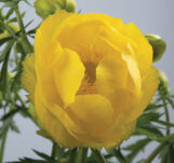 Pełnik europejski  (Trollius europaeus) - 2