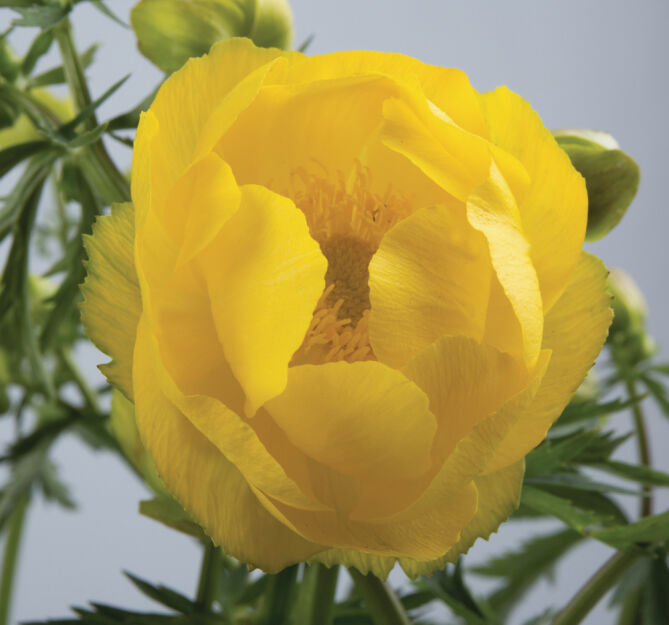 Pełnik europejski  (Trollius europaeus)