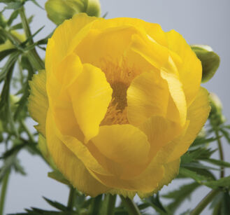 Pełnik europejski  (Trollius europaeus)