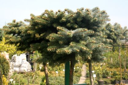 Świerk Kłujący "Glauca Globosa" szczepiony (Picea Pungens)