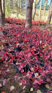 Trzmielina Fortune`a "Coloratus" (Euonymus Fortunei)