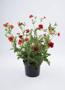 Kuklik Chilijski "Feuerball" (Geum Chiloense)