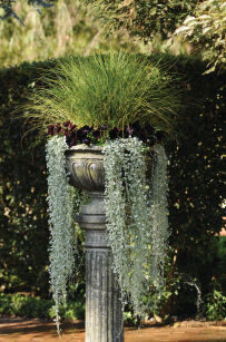 Turzyca Howarda "Phoenix Green" (Carex howardii)