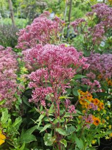 Sadziec "Baby Joe" (Eupatorium)