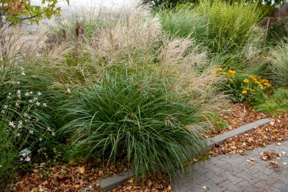 Miskant Chiński "Adagio" (Miscanthus Sinensis)