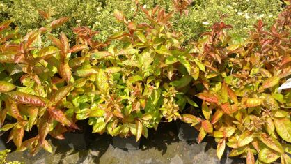 Krzewuszka Cudowna "Caricature" (Weigela Florida)