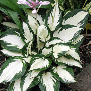 Funkia "Fire and Ice" (Hosta)