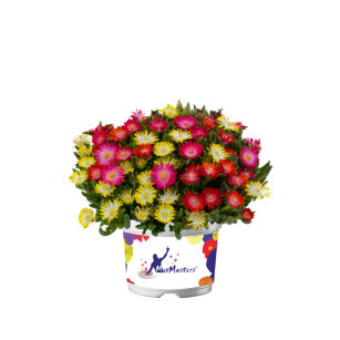 Delosperma Słonecznica Ice Cream MixMasters® Swirl (Delosperma Cooperi)