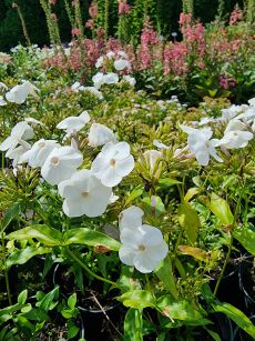 Płomyk wiechowaty "Opening Act White" (Phlox Paniculata)