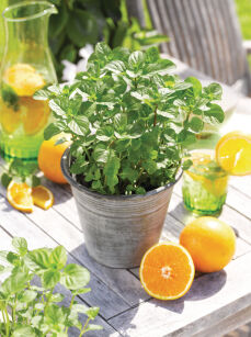 Mięta pieprzowa "Orange Fresh" (Mentha Piperita)