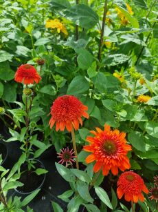 Jeżówka "Moab Sunset" (Echinacea)