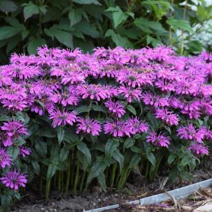 Pysznogłówka  "Leading Lady Plum"  ( Monarda)