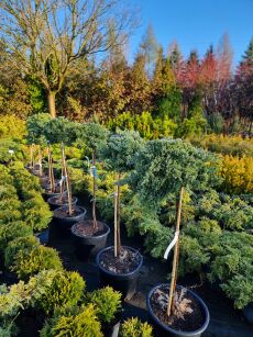 Jałowiec Rozesłany "Nana" szczepiony  (Juniperus Procumbens)