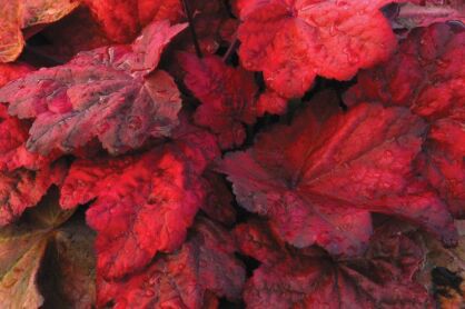 Żurawka „Autumn Leaves’’ (Heuchera)