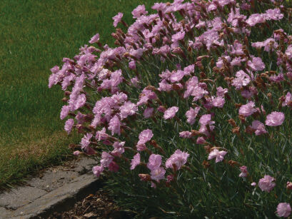 Goździk postrzępiony  "Double Rose"  (Dianthus plumarius)