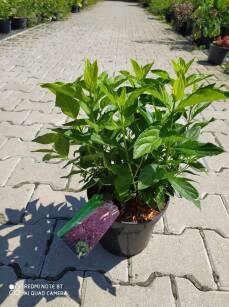 Hortensja Bukietowa "Magical Candle" (Hydrangea Paniculata)