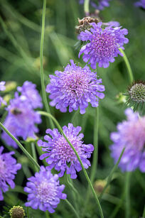 Driakiew Gołębia "Butterfly Blue" (Scabiosa columbaria)