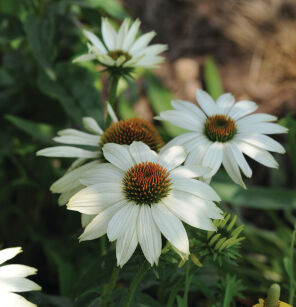 Jeżówka Purpurowa "Pow Wow White" (Echinacea Purpurea)