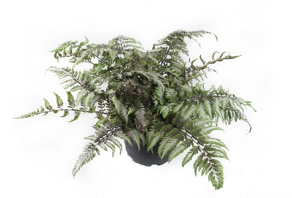 Wietlica japońska "Pictum" (Athyrium niponicum)