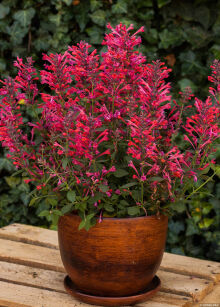 Kłosowiec  "Kudos Coral" (Agastache)