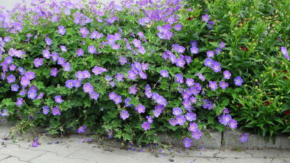 Bodziszek "Rozanne" (Geranium)