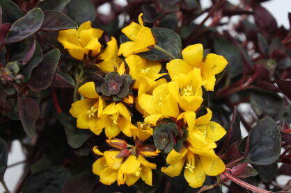 Tojeść Gęstokwiatowa "Persian Chocolate" (Lysimachia congestiflora )