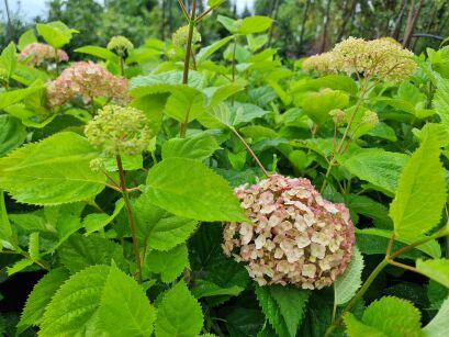 Hortensja Drzewiasta "Candybelle Marshmallow" (Hydrangea Arborescens)