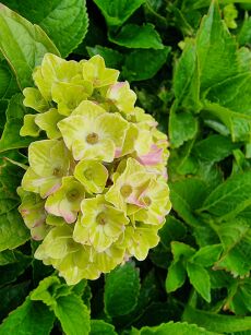 Hortensja Ogrodowa "Rembrandt Vibrant Verde" (Hydrangea Macrophylla)