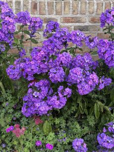 Płomyk Wiechowaty "Blue Paradise" (Phlox Paniculata)