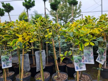Ostrokrzew "Golden King" Pa (Ilex )