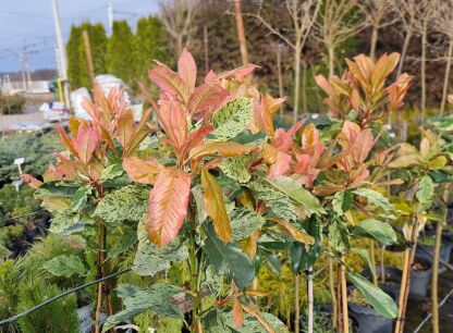 Głogownik "Pink Crispy" szczepiony (Photinia serratifolia)