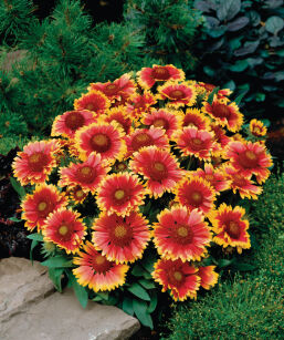 Gaillardia Oścista "Arizona Sun" (Gaillardia Aristata)