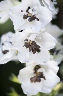 Ostróżka Ogrodowa "Magic Fountain White Dark Bee" (Delphinium X Cultorum) 