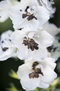 Ostróżka Ogrodowa "Magic Fountain White Dark Bee" (Delphinium X Cultorum)