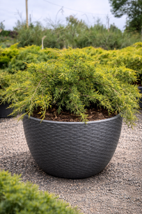 Jałowiec Pfitzera "Old Gold" (Juniperus Pfitzeriana)