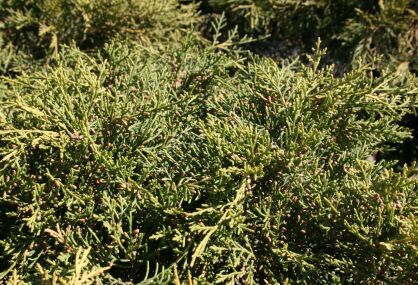 Jałowiec Pfitzera "Old Gold" (Juniperus Pfitzeriana)